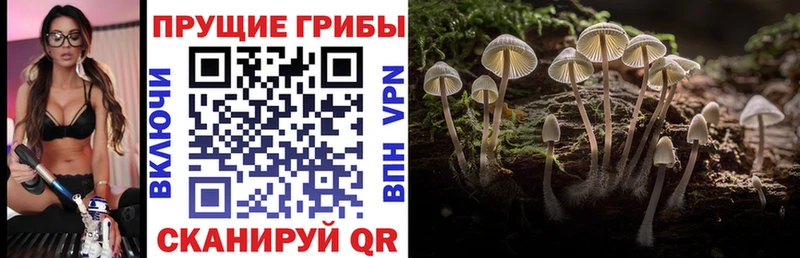 Псилоцибиновые грибы Psilocybine cubensis  Монино 
